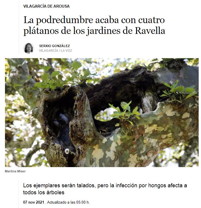 arboles emblematicos en Vilagarcia_noticia la voz de galicia